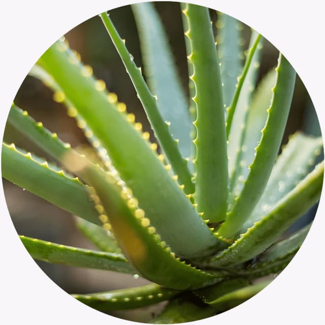 8951005056399 Styled Photo 3